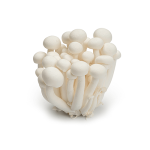 Nấm linh chi trắng