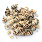 Ốc Hương Tươi Sống Size 50–60 Con/Kg