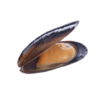 Trai sông sống Size 7-10 con/kg