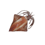 Mực lá đông lạnh Size 1-1,2 kg/con