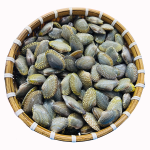 Ngao hoa (sò lụa) sống  Size 30-40 con/kg