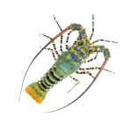 Tôm Hùm Bông (Tôm Hùm Sao) Loại 1 – Size 900–1200gr/Con