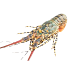 Tôm Hùm Bông (Tôm Hùm Sao) Sống Loại 1 – Size 1,2–1,4Kg/Con