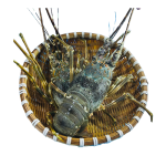 Tôm Hùm Xanh Tươi Sống Loại 1 – Size 500–700gr/Con