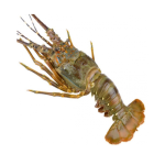 Tôm Hùm Xanh Tươi Sống Loại 1 – Size 700–1Kg/Con