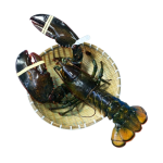 Tôm Hùm Alaska Tươi Sống Nhập Khẩu 