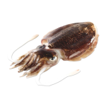 Mực Nang Tươi Sống Size 0,8–1Kg/Con