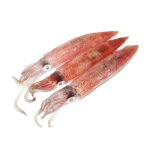 Mực Trứng Tươi Sống Size 30–40 Con/Kg