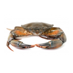 Cua Thịt Tươi Sống Size 700–1000gr/Con