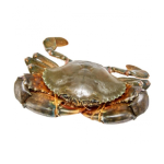 Cua Gạch Tươi Sống Loại 1 – Size 300–450gr/Con