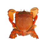 Cua Huỳnh Đế Tươi Ngon Loại 1 – Size 300–400gr/Con