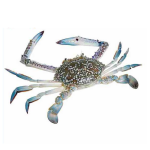 Ghẹ Xanh Tươi Sống Loại 1 – Size 5–6 Con/Kg