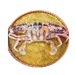  Ghẹ Đỏ Tươi Sống Loại 1 – Size 3–4 Con/Kg