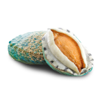 Bào Ngư Xanh Tươi Ngon Loại 1