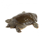 Ba Ba Thịt Tươi Sống Loại 1 – Size 1Kg/Con 