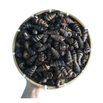 Ốc Len Tươi Sống Đánh Bắt Thiên Nhiên Loại 1 