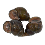 Ốc Bươu Tươi Sống Đánh Bắt Thiên Nhiên Loại 1