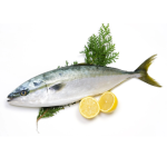 Cá Cam Tươi Sống Loại 1