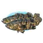  Cá Mú Cọp Tươi Sống Loại 1