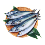  Cá Saba Tươi Sống Loại 1