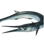 Cá Xương Xanh Tươi Sống Giá Sỉ