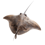 Cá Đuối Tươi Sống Giá Sỉ