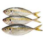 Cá Chỉ Vàng Tươi Ngon Giá Sỉ