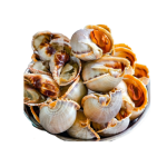 Ốc Tỏi Tươi Sống Loại 1 