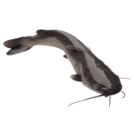 Cá Lăng Đen Tươi Ngon Loại 1