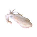 Mực lá đại dương đông lạnh Size 3-4 kg/con