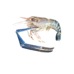 Tôm càng xanh (tôm lóng) thiên nhiên sống Size 15-20 con/kg