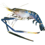 Tôm càng xanh (tôm lóng) tươi sống Size 8-10 con/kg