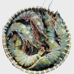 Tôm sú sống Size 25-30 con/kg