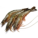Tôm thẻ nguyên con tươi sống Size 35-40 con/kg