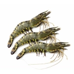 Tôm sú nguyên con tươi sống Size 60-70 con/kg