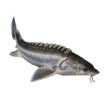 Cá tầm sống Size 2-2,5 kg/con