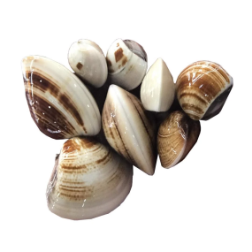 Nghêu Biển Size 10-15 Con/kg
