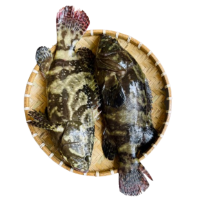 Cá mú cọp làm sạch Size 2,5-3 kg/con