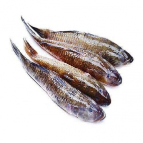 Cá Bống Cát Tươi Sống 