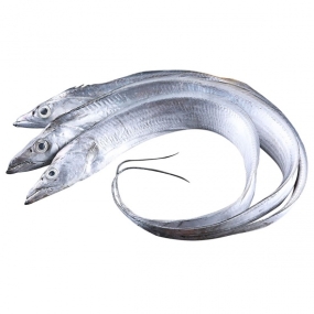 Cá Hố Tươi Sống Giá Sỉ – Size 400–600gr/Con