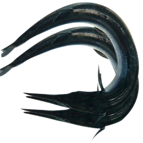 Cá xương xanh tươi nguyên con Size 2,5-3 kg/con