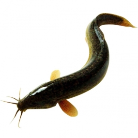 Cá Chạch Lấu Tươi Ngon Loại 1 