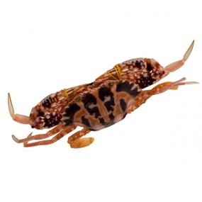  Ghẹ Đỏ Tươi Sống Loại 1 – Size 5–6 Con/Kg 