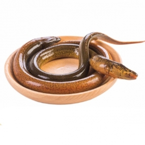 Lươn Thịt Tươi Sống Loại 1