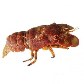 Tôm mũ ni đỏ (tôm vỗ) tươi sống Size: 6-7 con/kg