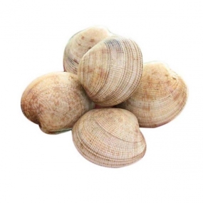 Sò tộ (sò chén) sống Size 8 -10 con/kg