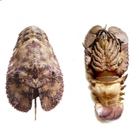 Tôm mũ ni đen (tôm vỗ) sống Size 2-3 con/kg