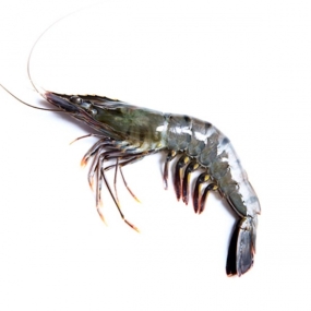 Tôm sú thiên nhiên nguyên con đông lạnh Size 15-20 con/kg