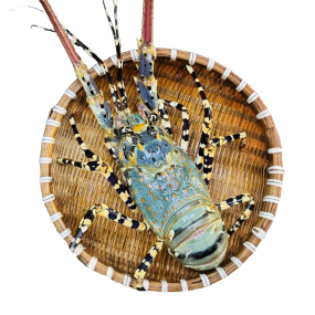 Tôm hùm bông (tôm hùm sao) Size 300-500 gr/con