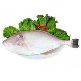 Cá Bò Da Tươi Sống Giá Sỉ 